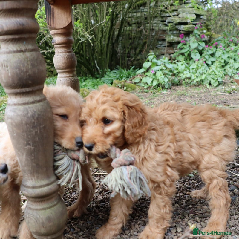 Labradoodle dogs Lovely Labradoodle Puppies just 3 boys left - Advert 1