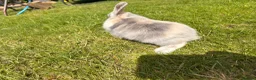 Mini Lop rabbits for sale: Adorable mini lops 💖🩵 - Advert 12