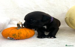 Patterjack dogs for sale: Patterdale x jackrussel  - Image 4