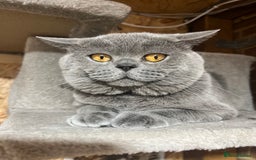 British Shorthair cats for sale: British Shorthair Boy  - Image 1