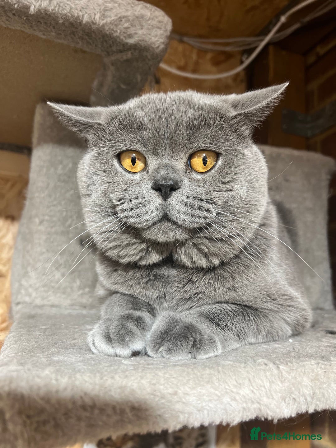 British Shorthair cats for sale: British Shorthair Boy  - Image 1