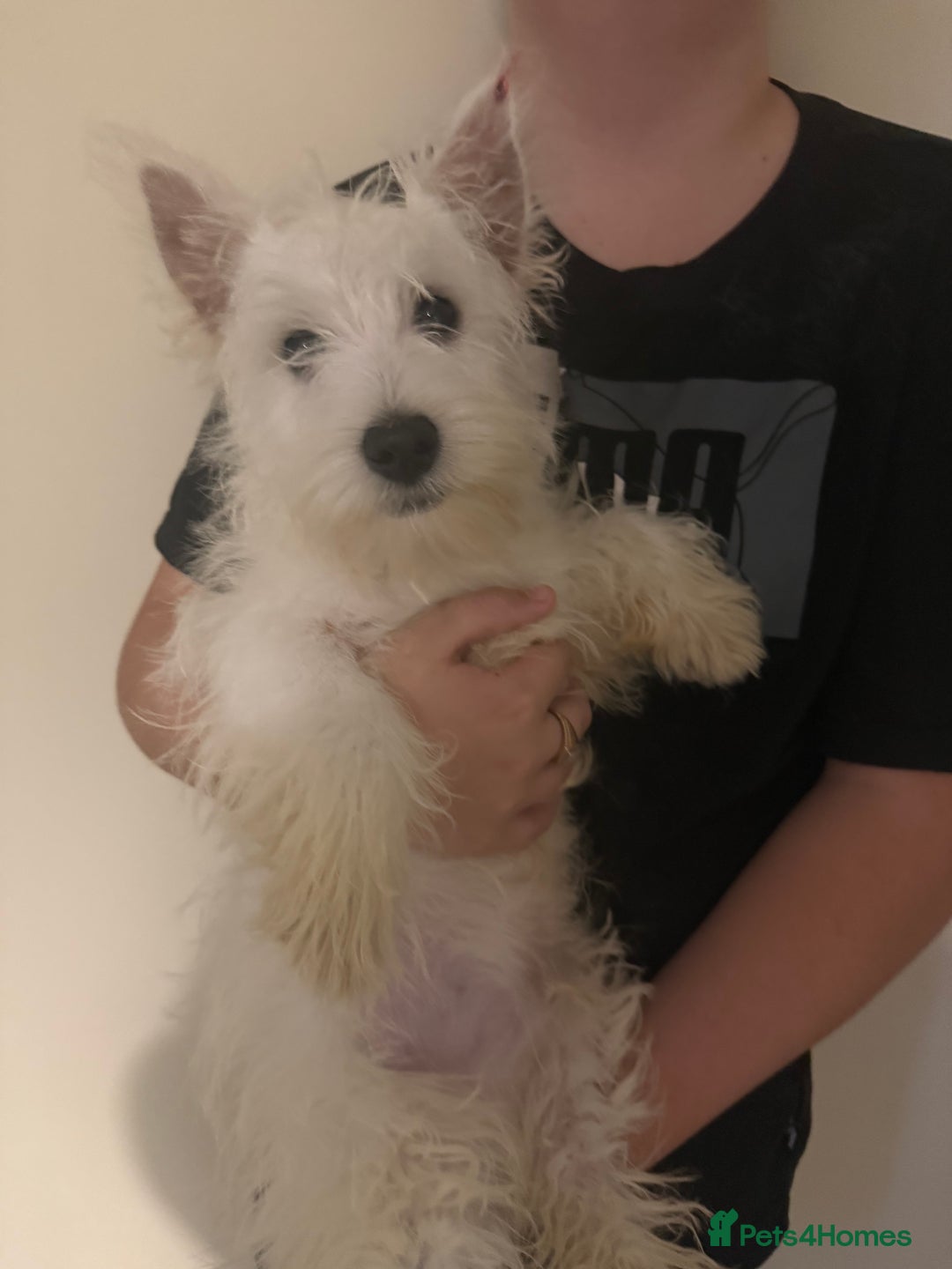 West Highland Terrier dogs for sale: west highland terriers  - Advert 5