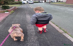 English Bulldog dogs for sale: English bulldog  - Advert 3