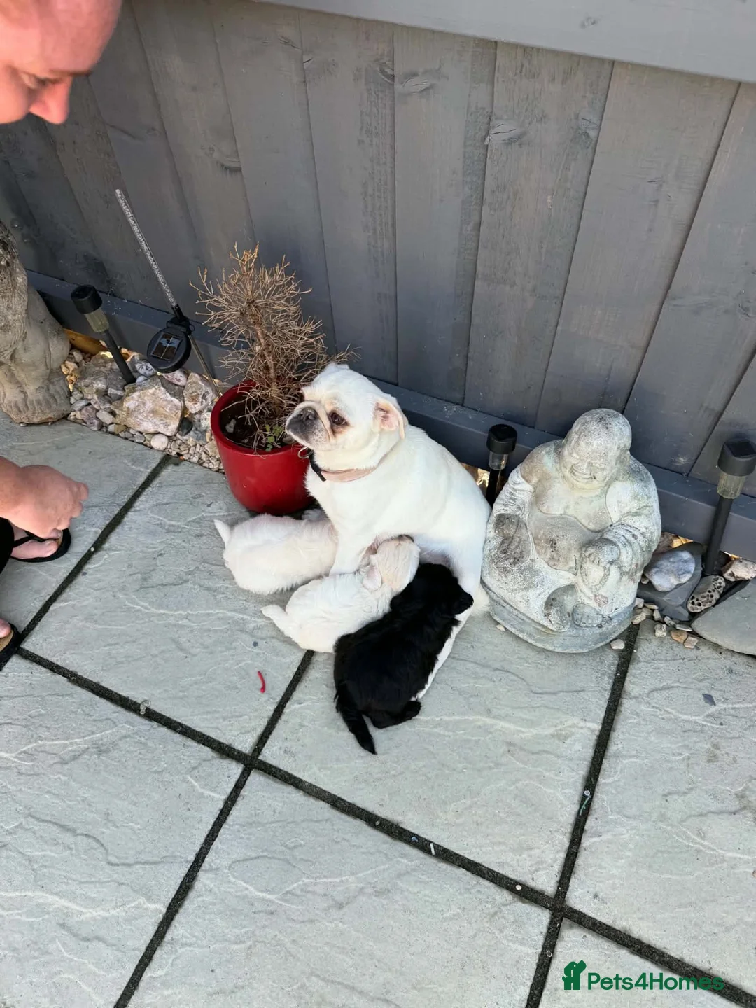 Mixed Breed dogs for sale: Pugladoodle puppies for sale - Advert 5