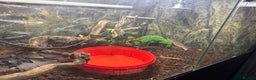 Monitor reptiles for sale: Bosc monitor  - Advert 5