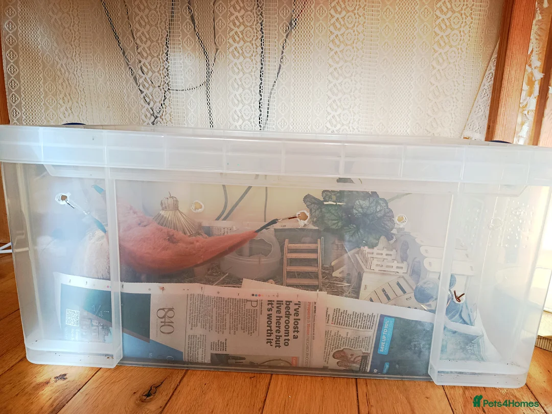 Hamster rodents for sale: ✨🐹 Tiny Star Roborovski Hamster Boy! - Advert 8