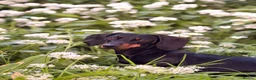 Miniature Dachshund dogs for sale: Miniature Dachshund Puppies - Advert 1