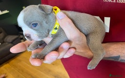Boston Terrier dogs for sale: Boston terrier puppies - Image 25