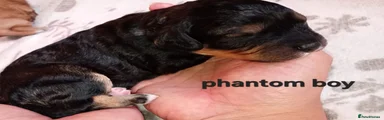 Phantom male