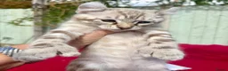 Keetso cats for sale: Superb very rare polydactyl curled eared keetsos  - Advert 19