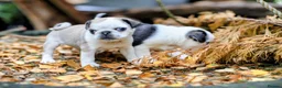 Pug dogs for sale: Panda pugs in Bishop Auckland - Advert 15