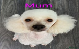 Toy Poodle dogs for sale: Toy Poodle Puppies For Sale - Image 6