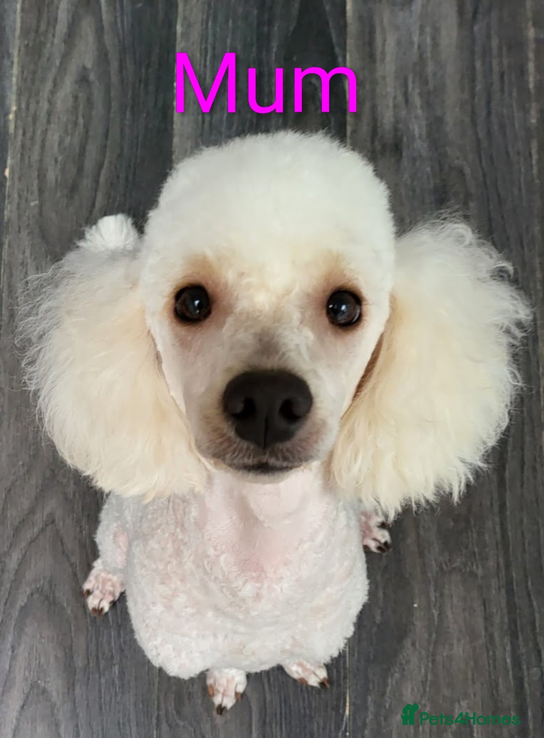 Toy Poodle dogs for sale: Toy Poodle Puppies For Sale - Image 6