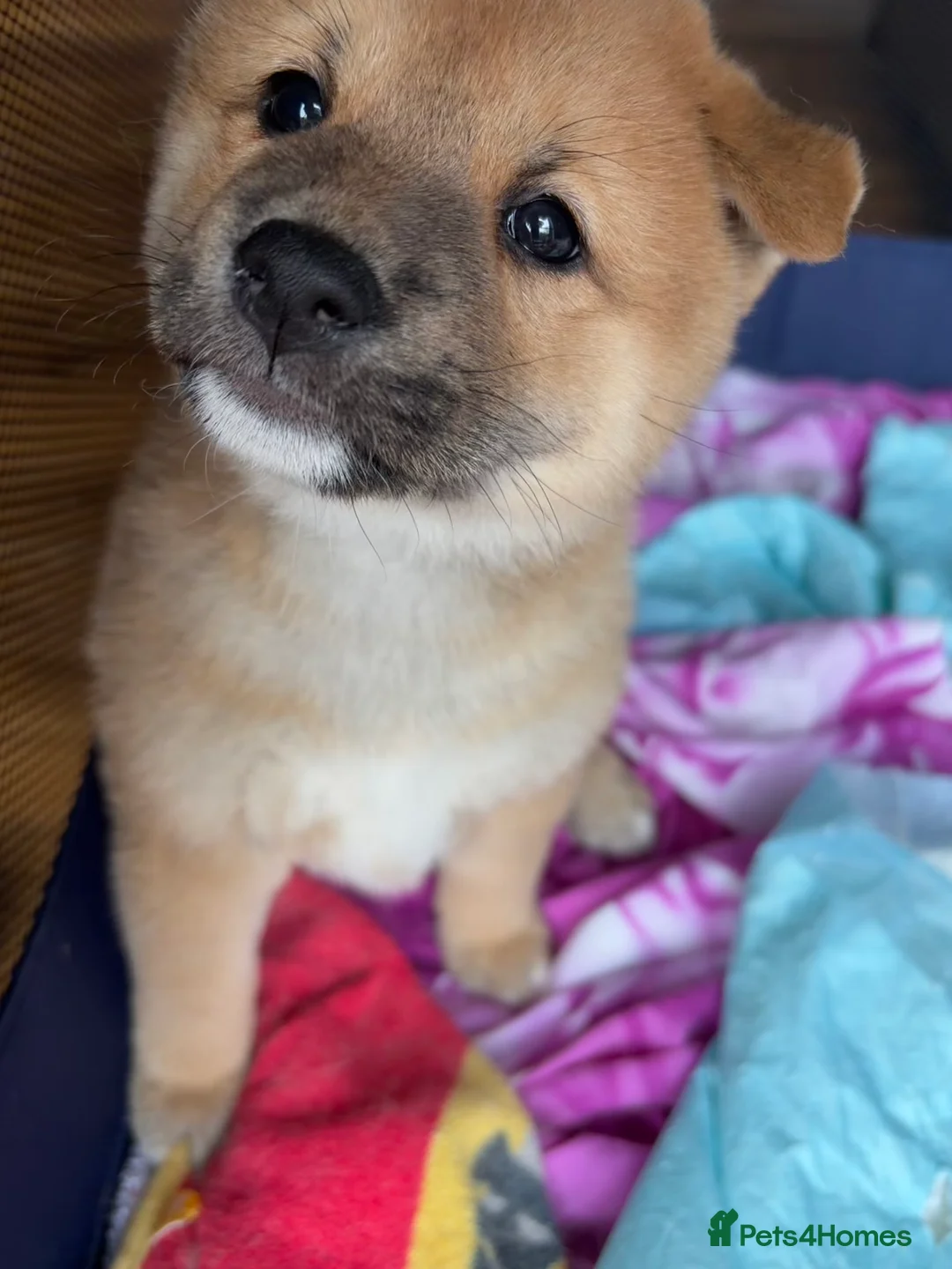 Japanese Shiba Inu dogs for sale: Beautiful Japanese Shiba Inu Boy – First Litter  - Advert 9