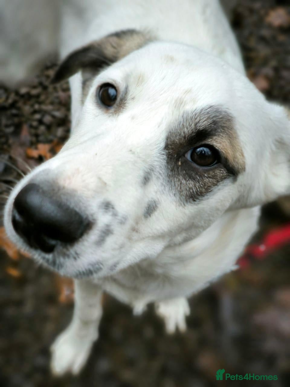 Mixed Breed dogs 💖🐶 PLIAMKA 🐶💖- A sweet "Spot" looking for home - Advert 12