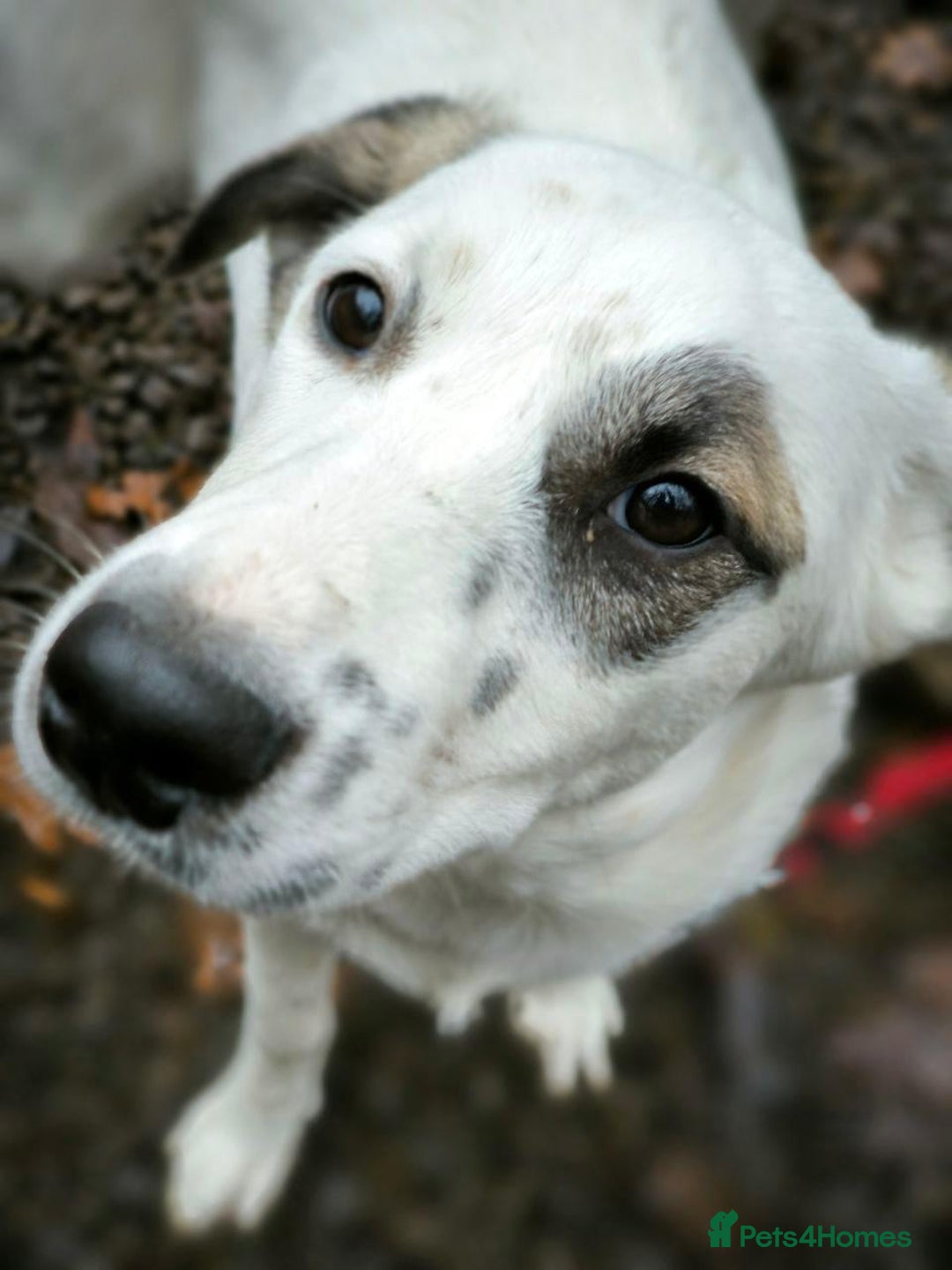 Mixed Breed dogs for adoption: 💖🐶 PLIAMKA 🐶💖 - Advert 8