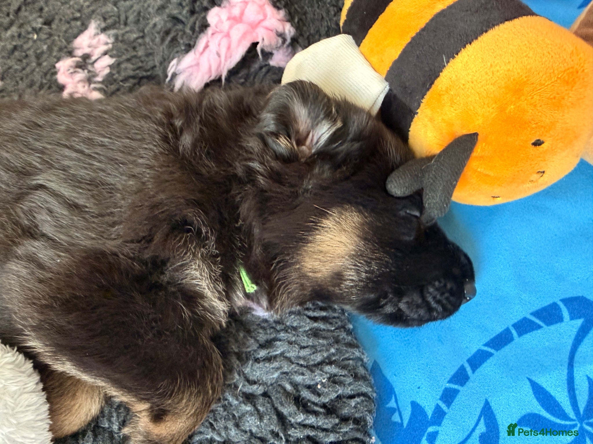 German Shepherd dogs KC reg strong GSD puppies from health tested lines - Advert 2