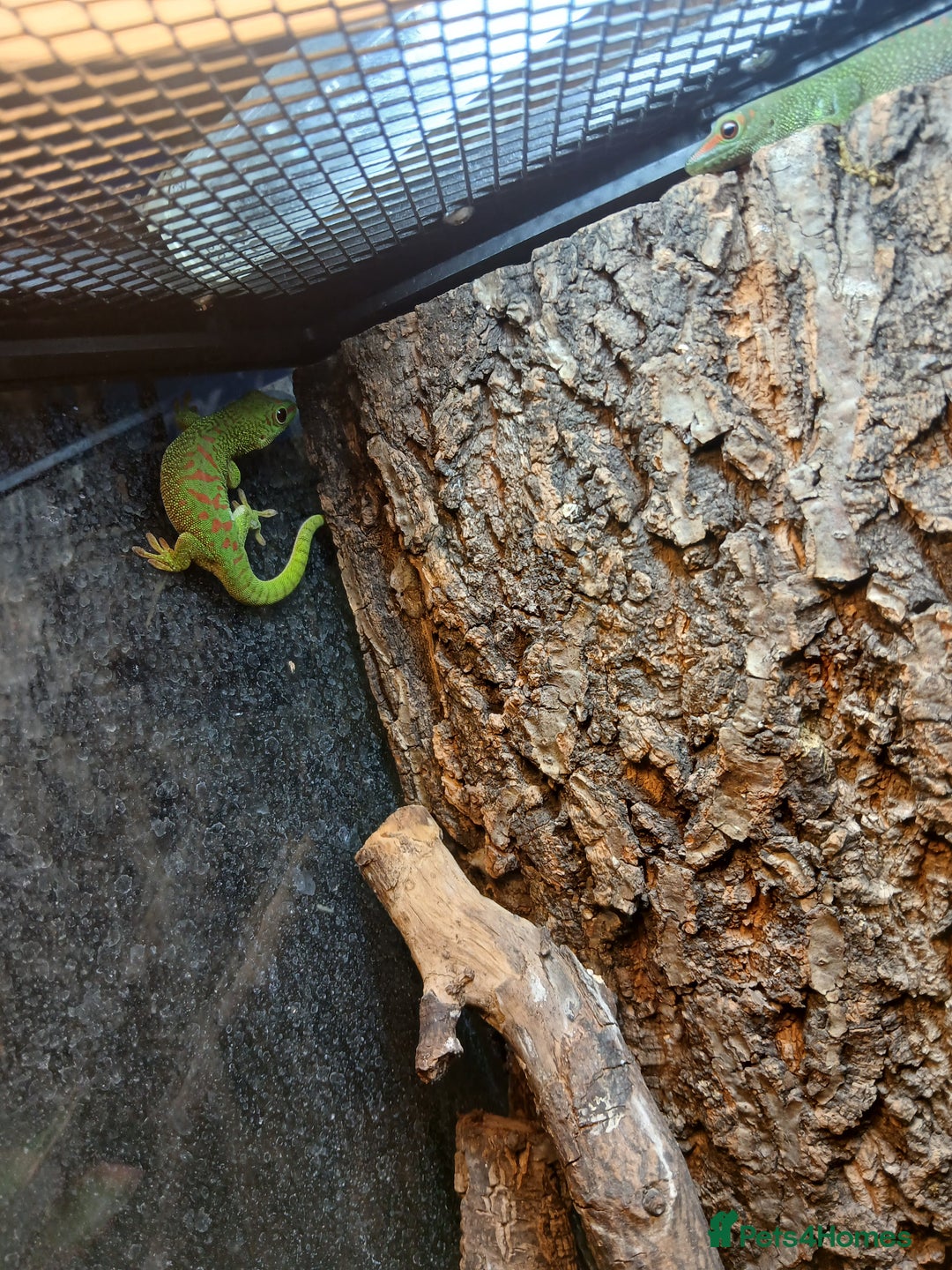 Gecko reptiles for sale: Giant day gecko  - Advert 4