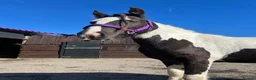 Irish Cob horses for sale: Cob for sale  in Wallasey - Advert 1