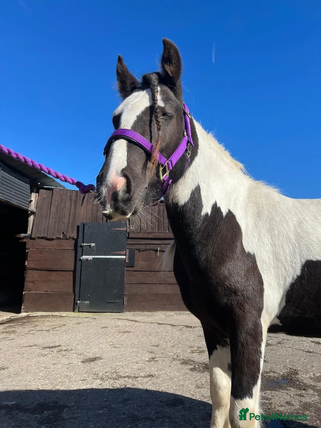 Irish Cob horses for sale: Cob for sale  in Wallasey - Advert 1