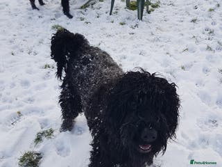 Russian Black Terrier dogs Black Russian Terrier searching for her forever - Advert 2