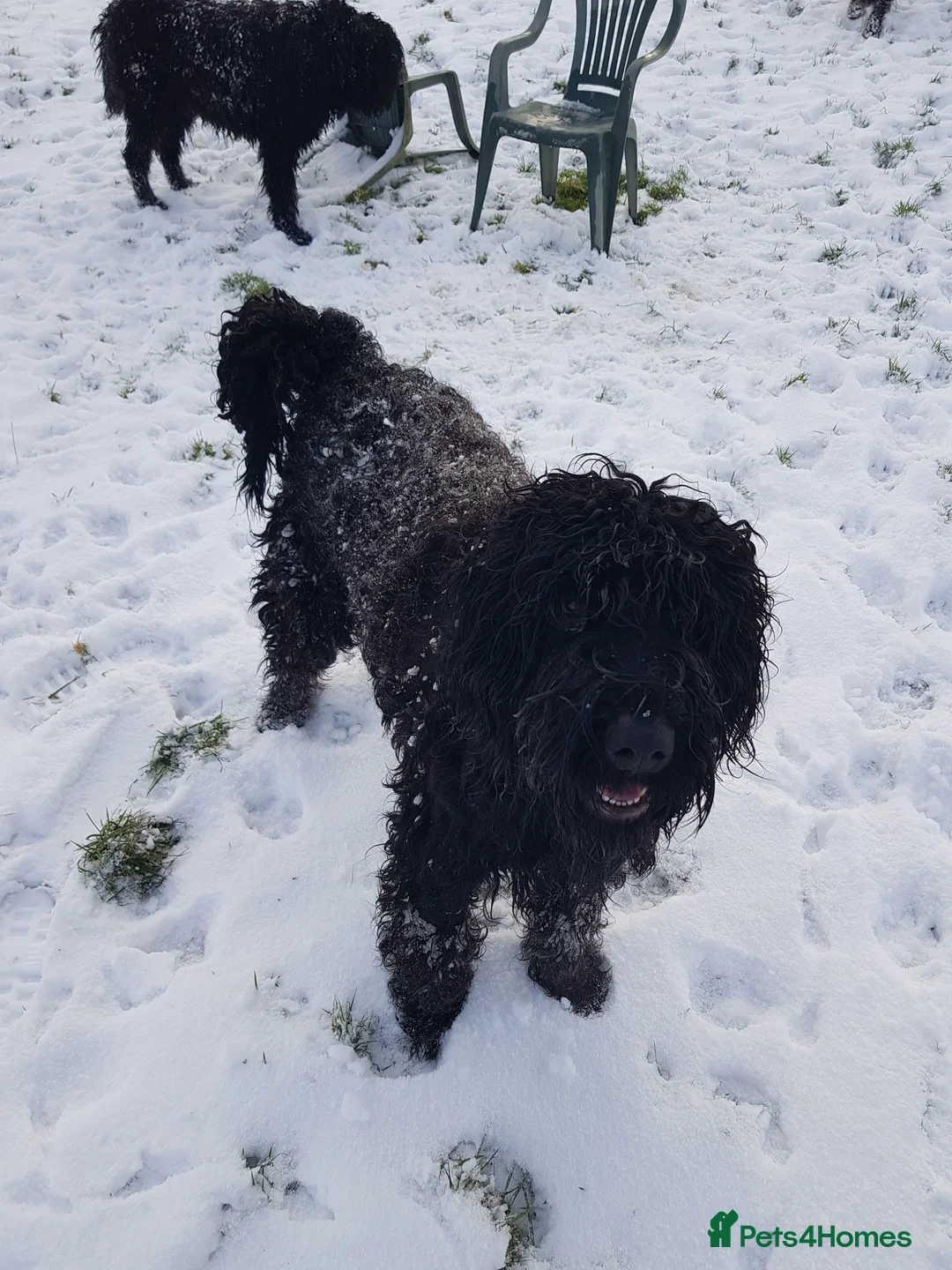 Russian Black Terrier dogs for sale: Black Russian Terrier searching for her forever - Advert 1