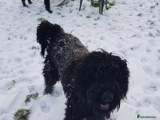 Russian Black Terrier dogs Black Russian Terrier searching for her forever - Advert 2