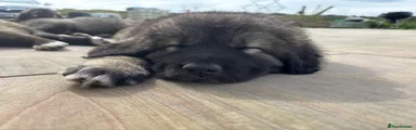 Caucasian Shepherd Dog Green Boy aka Junior