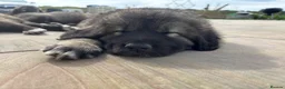Caucasian Shepherd Dog dogs for sale: Caucasian shepherd pups. Final litter - Advert 20