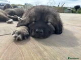 Caucasian Shepherd Dog Green Boy aka Junior