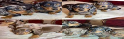 Miniature Dachshund dogs for sale: dachshunds puppies  - Advert 2