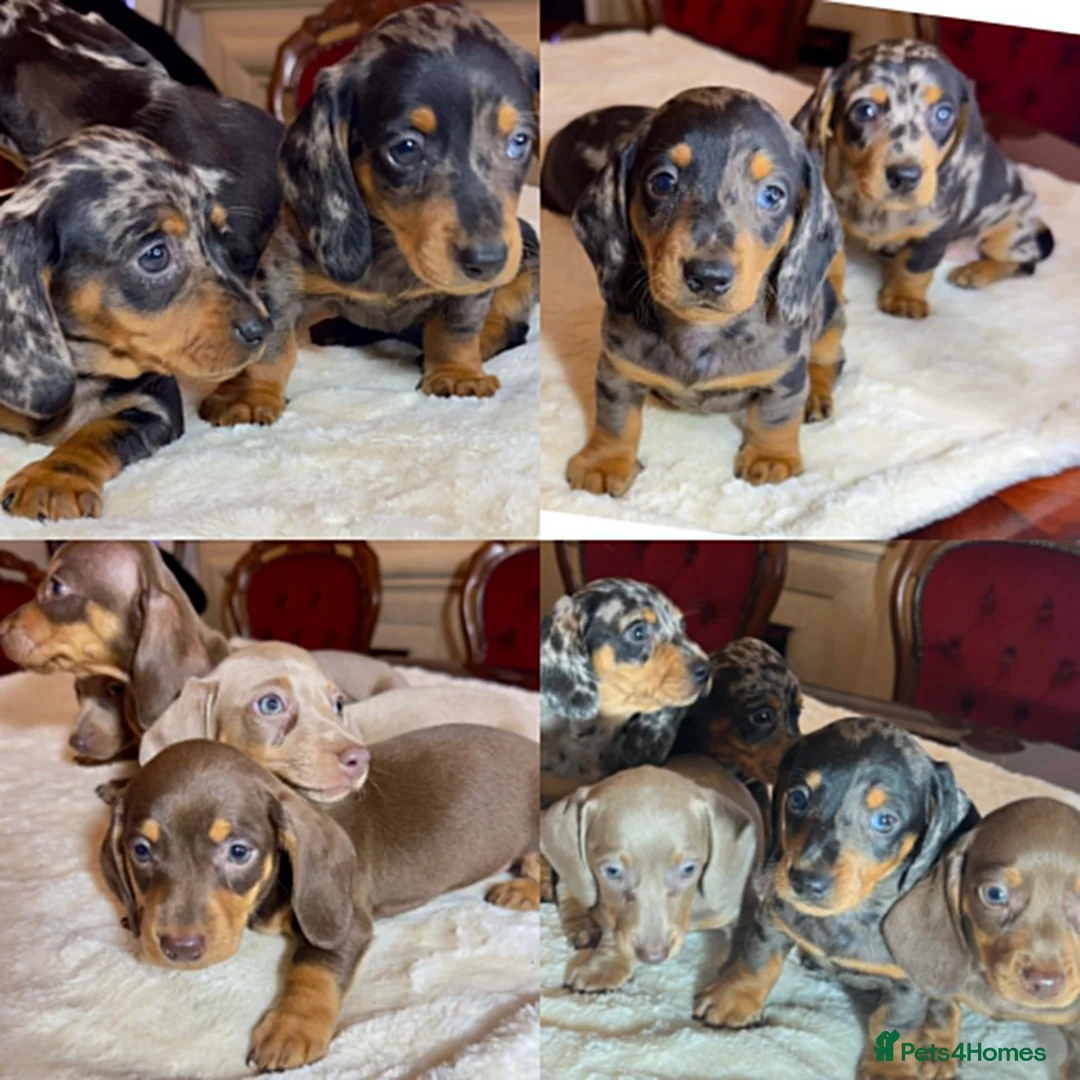 Miniature Dachshund dogs for sale: dachshunds puppies  - Advert 2
