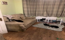 Border Collie dogs for sale: Border Collie Puppies - Image 12