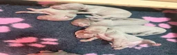 Weimaraner dogs for sale: Gunalt Bloodlines & Temperament - Advert 4