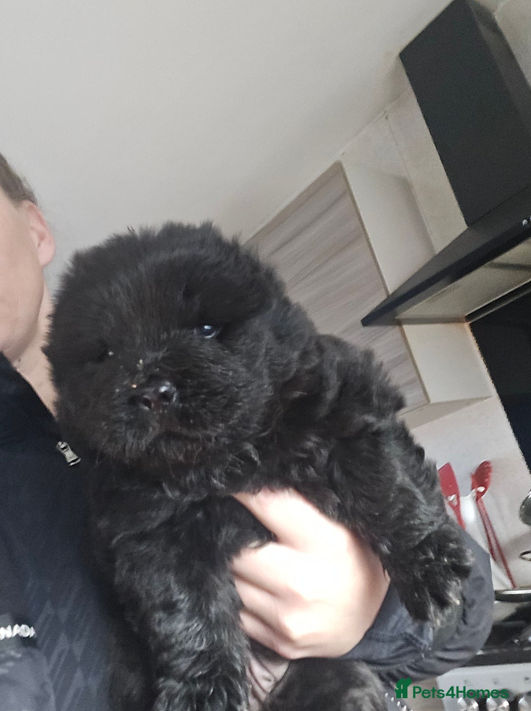Chow Chow dogs for sale: Chow chow puppies - Advert 17