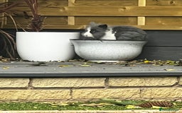 Lionhead rabbits for sale: Gorgeous Lionhead Rabbits Looking for Loving Homes - Image 9