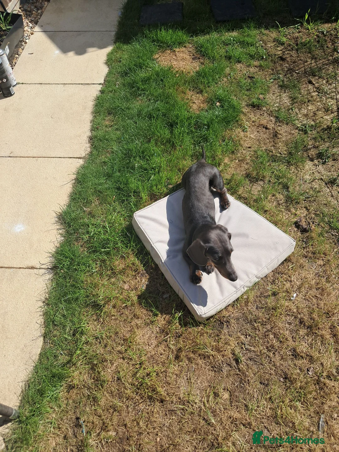 Miniature Dachshund dogs for sale: Rocco - Advert 2
