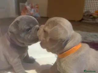 French Bulldog dogs K C registered beautiful French bulldogs - Advert 18