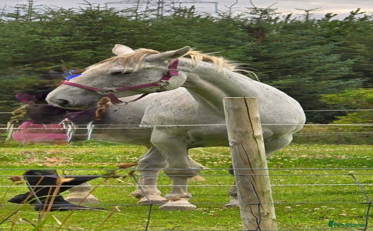 Irish Sports horses - Advert 1