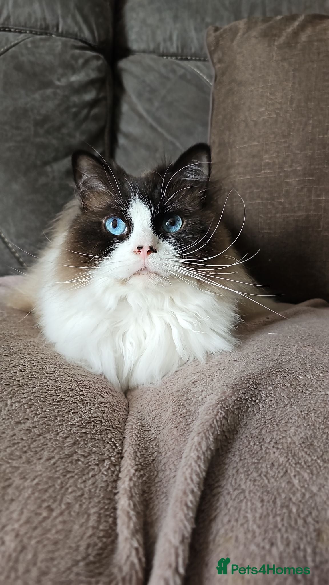 Ragdoll cats Ragdoll for sale - Advert 3