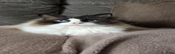 Ragdoll cats for sale: Ragdoll for sale - Advert 1