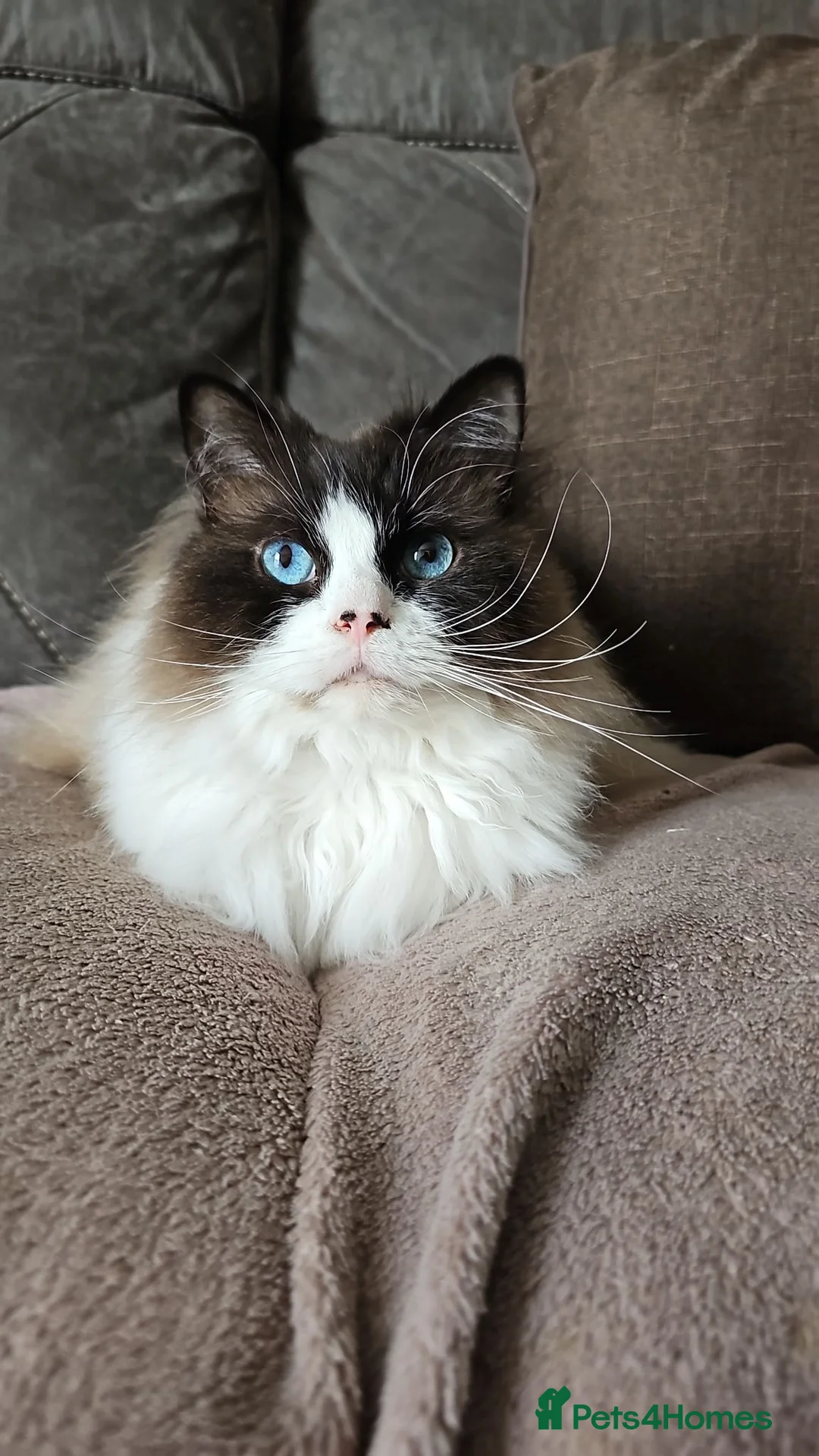 Ragdoll cats for sale: Ragdoll for sale - Advert 1
