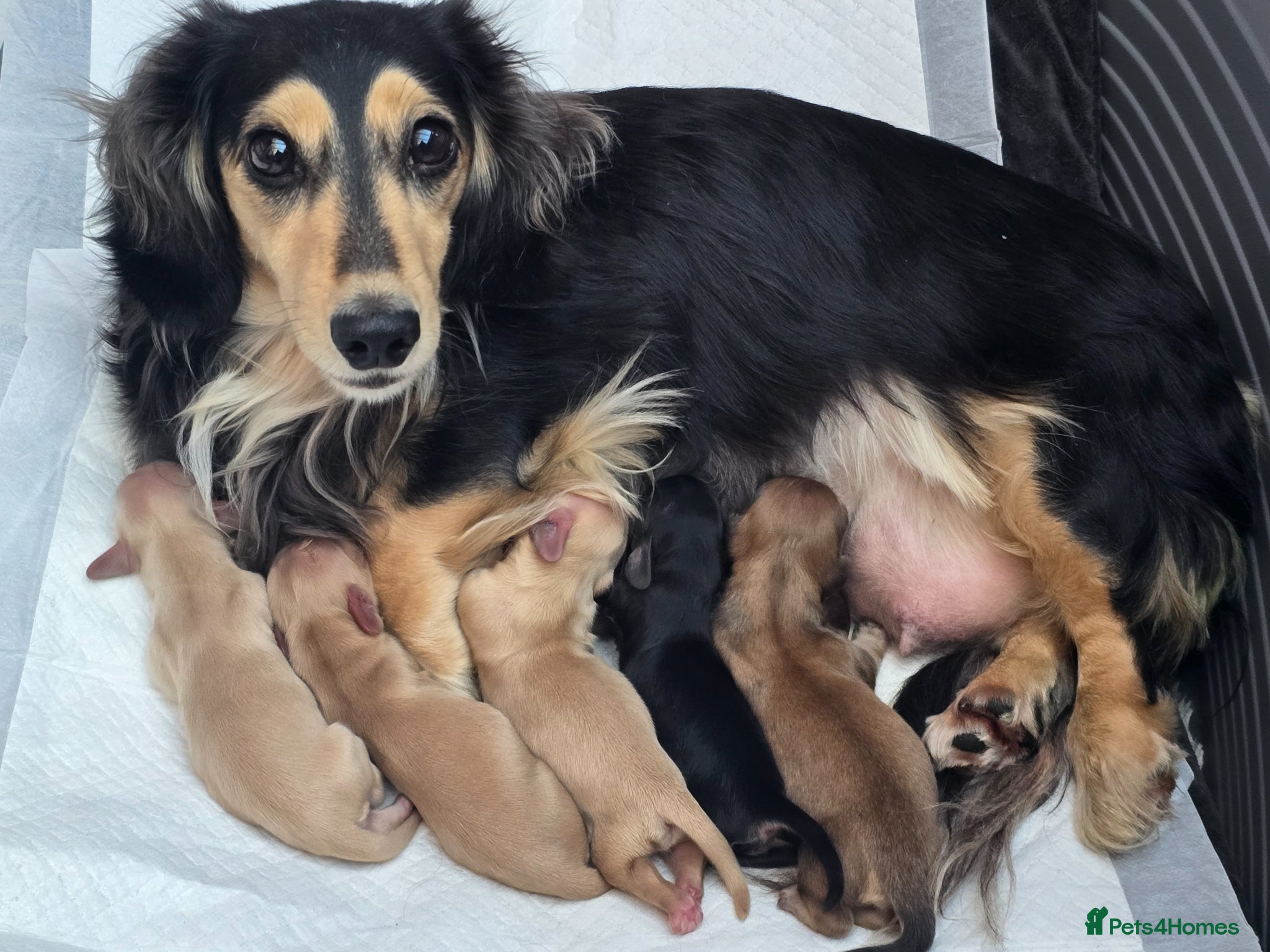 Miniature Dachshund dogs Long haired miniature Dachshund puppies - Advert 4