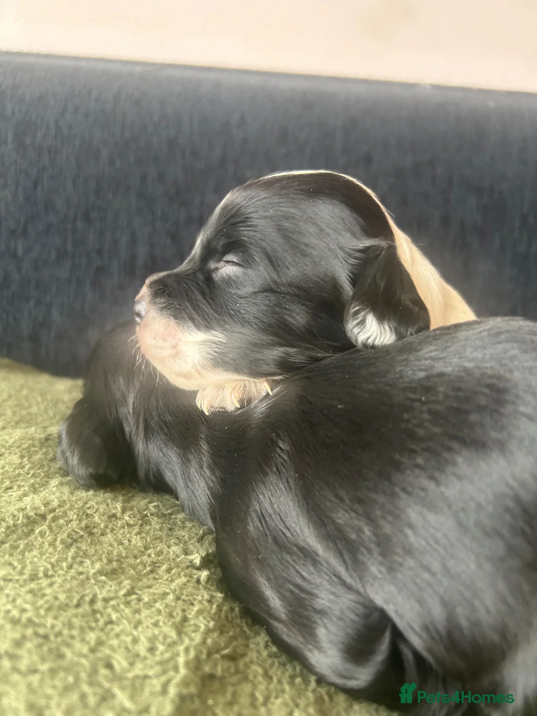 Cocker Spaniel dogs for sale: Beautiful Cocker Spaniel puppies  - Advert 2
