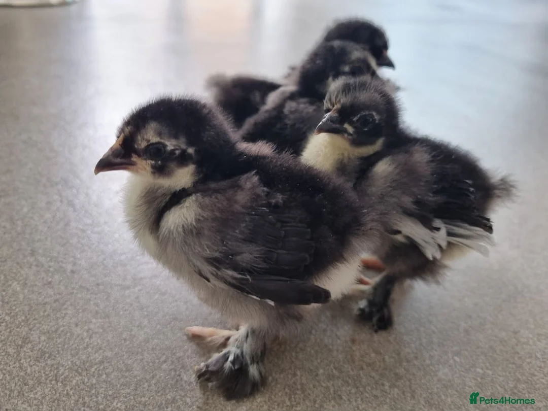 Chickens poultry for sale: 5 Pekin Bantam Chicks  - Advert 1
