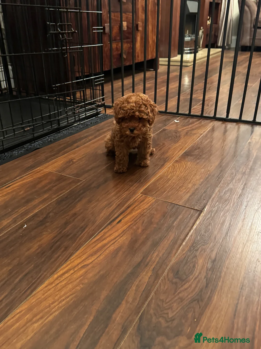 Cavapoo dogs for sale: REDUCED £1750 CAVAPOO GIRL 10 WEEK OLD❣️❣️ - Advert 2