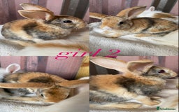 Mini Lion Lop rabbits for sale: mixed litter of mini lion lops - Image 3