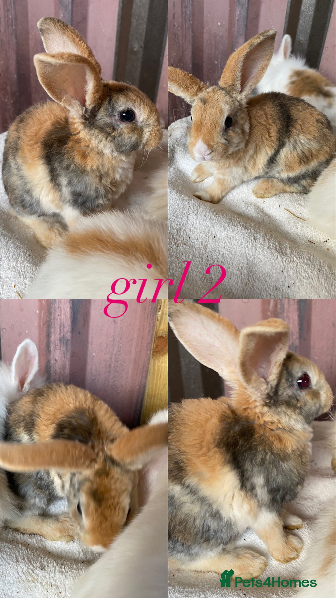 Mini Lion Lop rabbits for sale: mixed litter of mini lion lops - Image 3