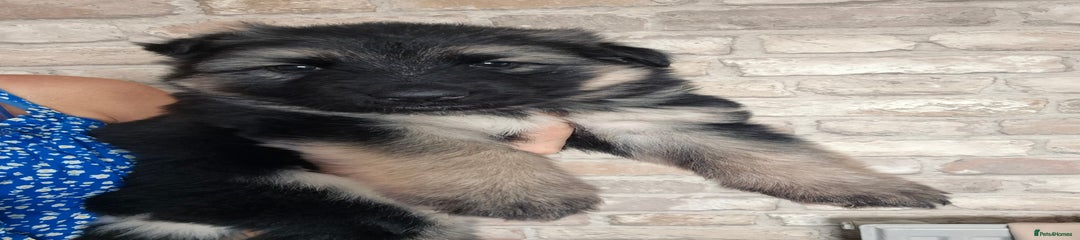 German Shepherd Puppy 1