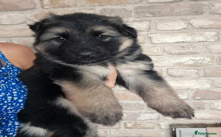 German Shepherd dogs - Advert 16